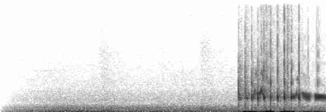 Solomons Nightjar - ML365269621