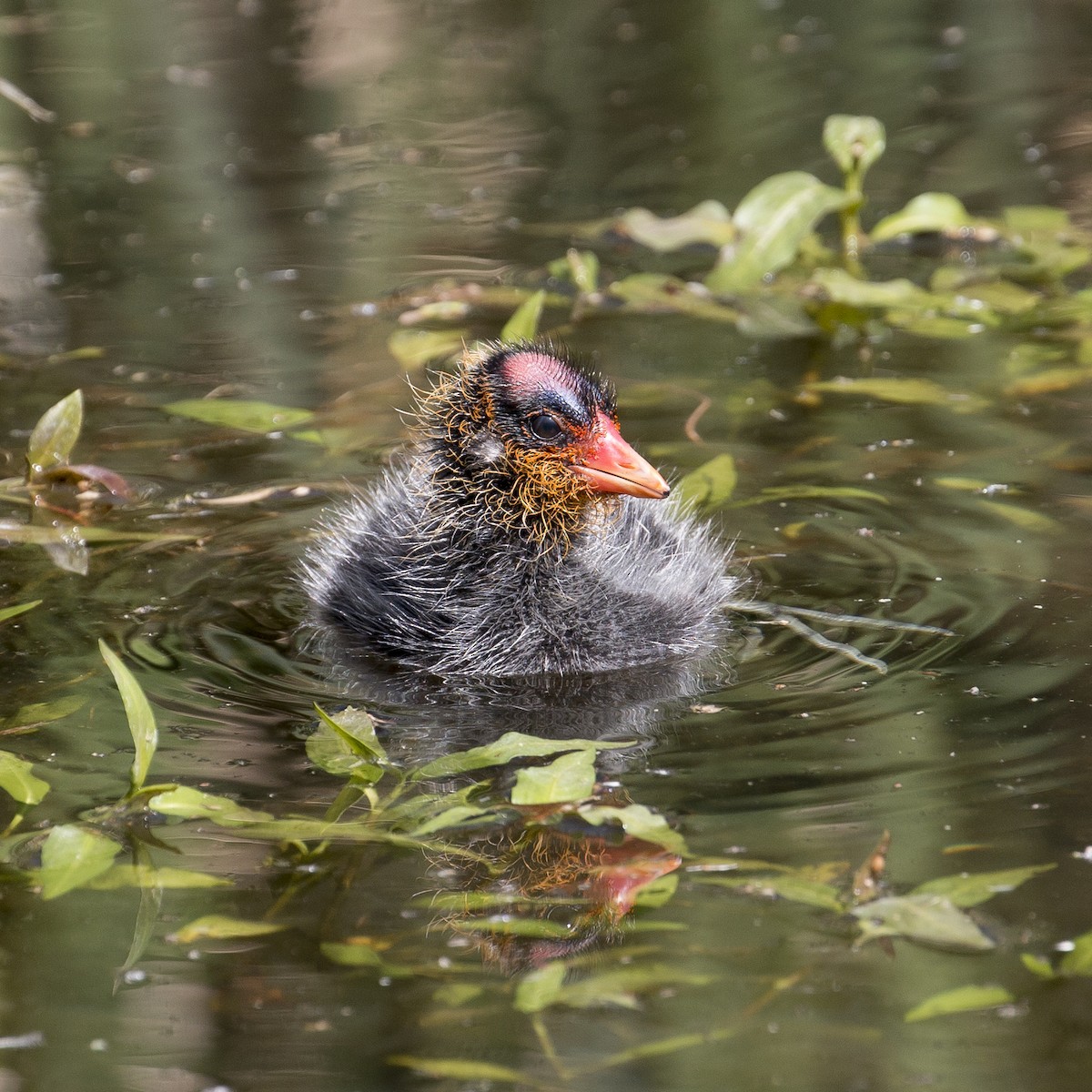 American Coot (Red-shielded) - R Miller