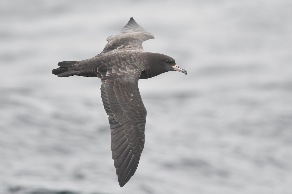 Flesh-footed Shearwater - ML365272511