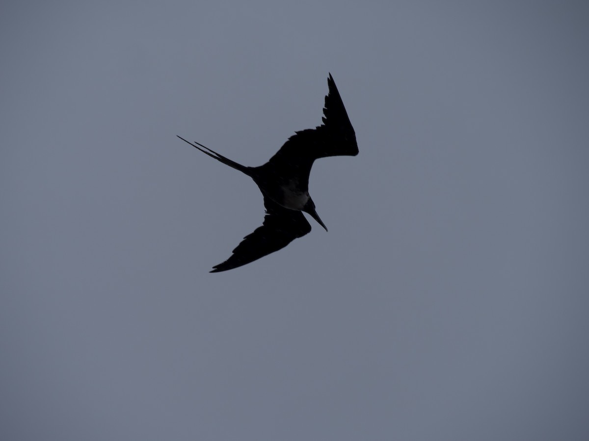 Magnificent Frigatebird - ML365274261