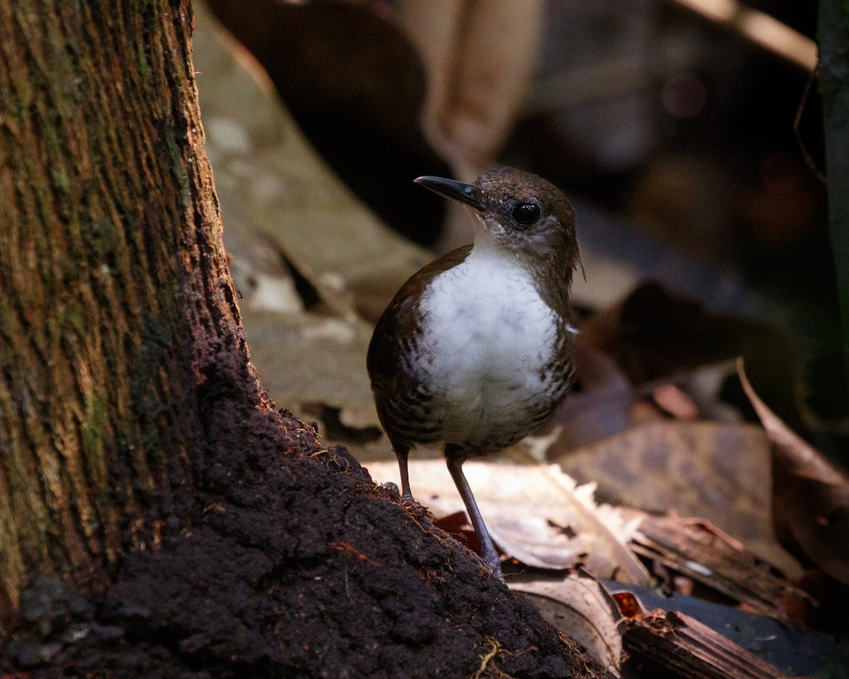 Scaly-breasted Wren - ML365275941