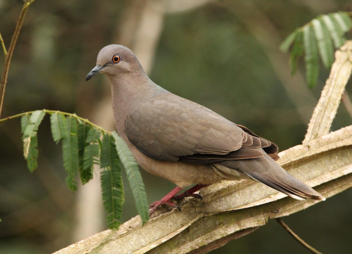 White-tipped Dove - Paulo Fagundes