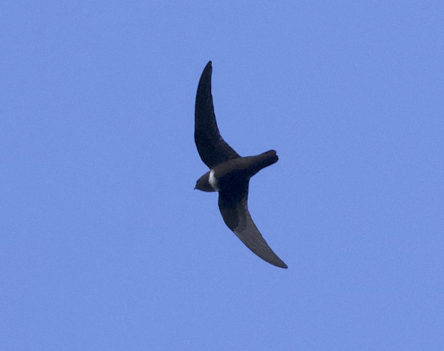 White-chested Swift - Andrew Vallely