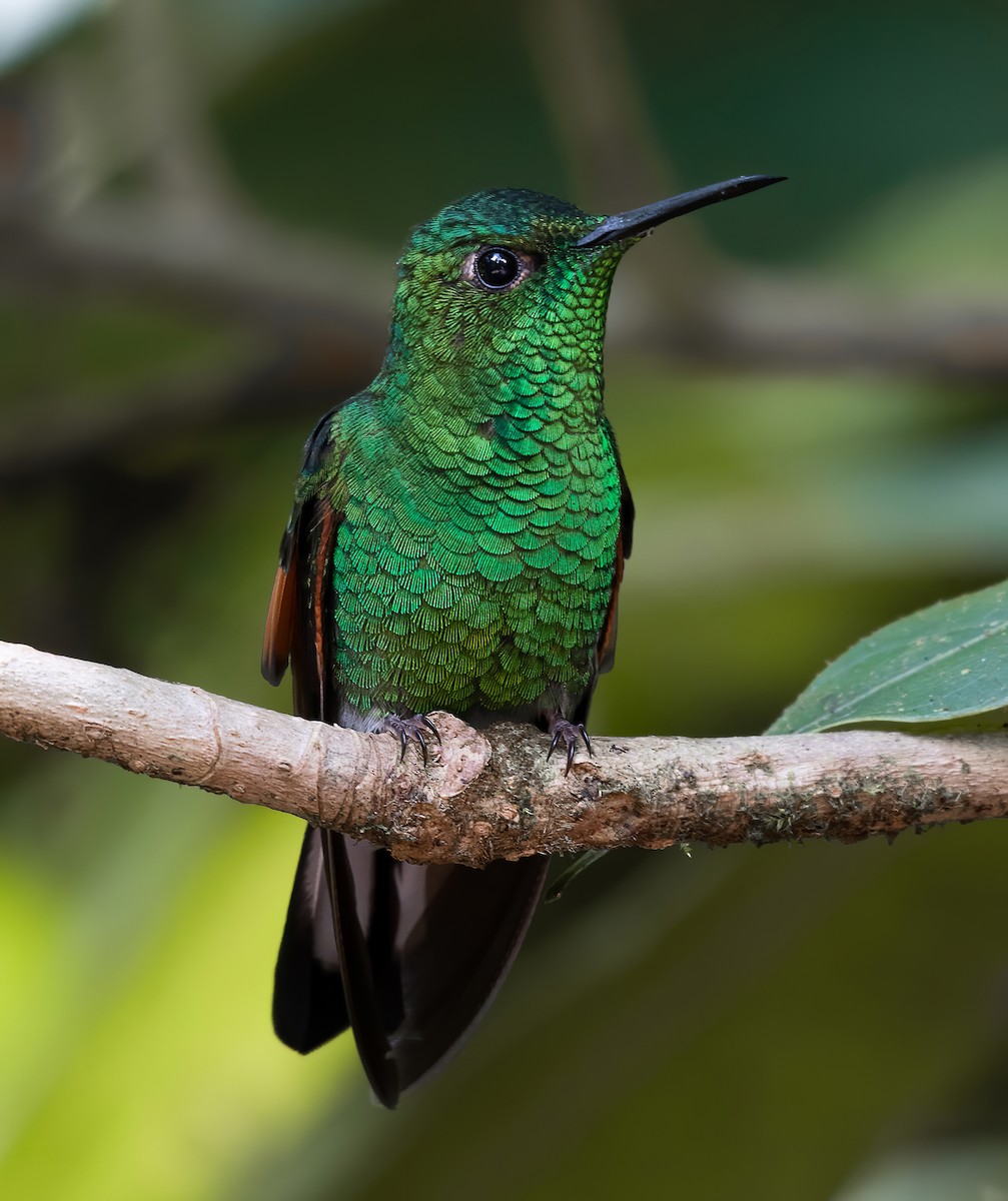 kolibřík páskoocasý - ML365287321
