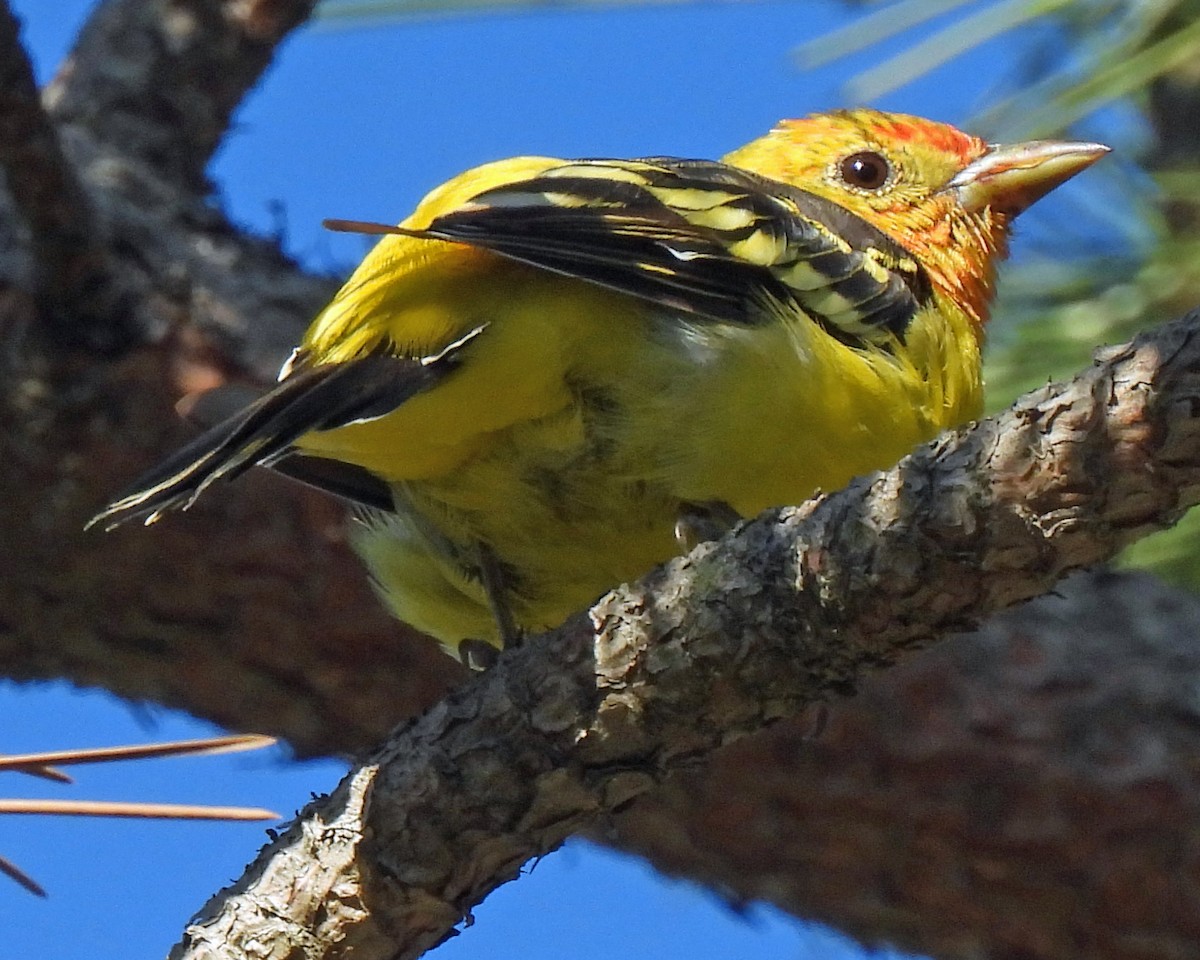 Western Tanager - ML365288011