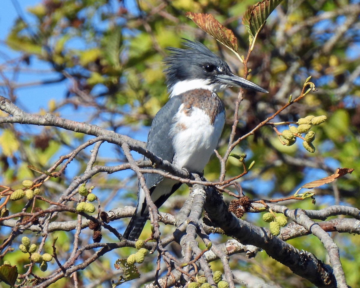 Belted Kingfisher - Patrick Fair