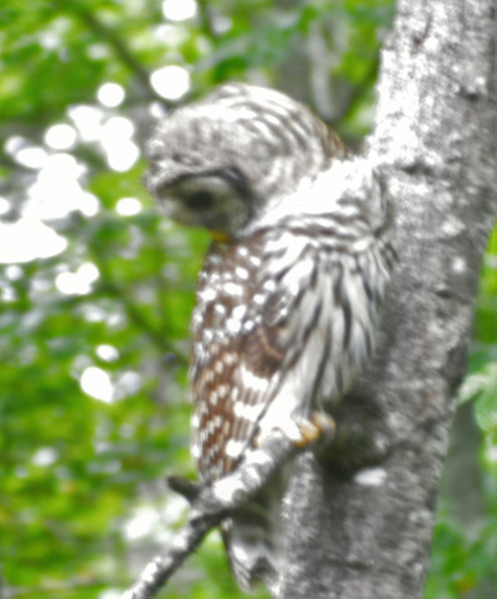 Barred Owl - ML365289241