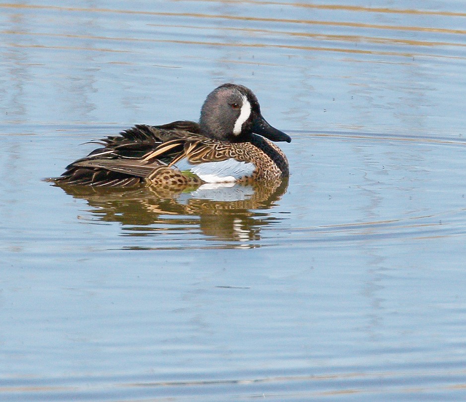 Blue-winged Teal - ML365291961