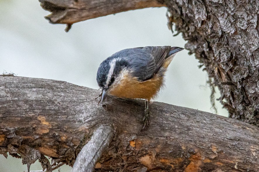 Red-breasted Nuthatch - Sergio Rivero Beneitez