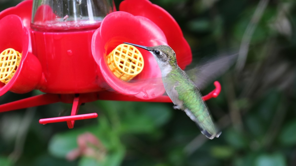 Ruby-throated Hummingbird - ML365298221