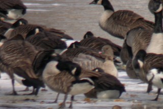 Pink-footed Goose, ML365306821