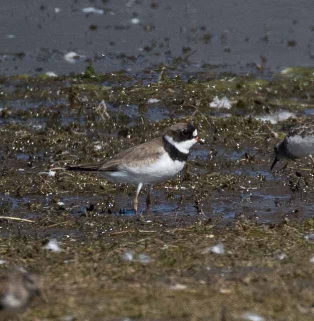 Semipalmated Plover - ML365308341