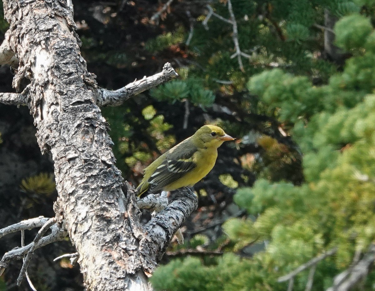 Western Tanager - ML365312381