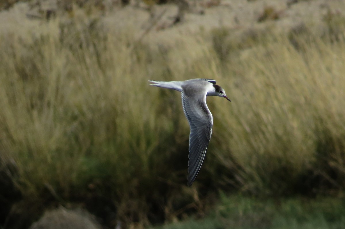 Common Tern - Bryant Olsen