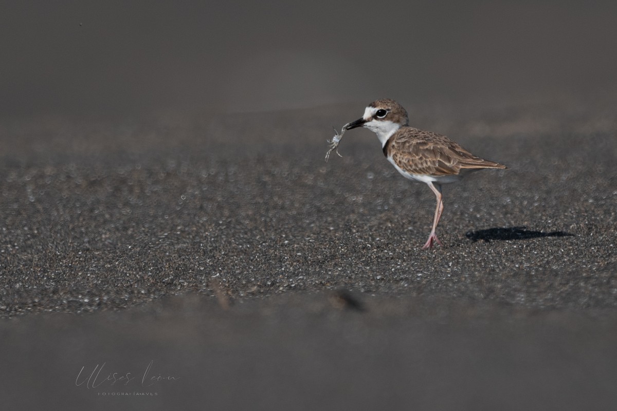 Collared Plover - ML365316751