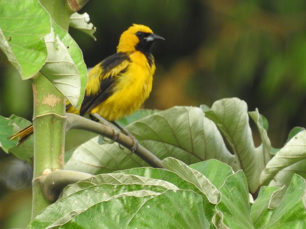 Yellow-tailed Oriole - ML365318081