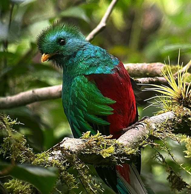 Resplendent Quetzal Ebird