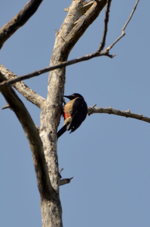 Puerto Rican Woodpecker - ML365325711