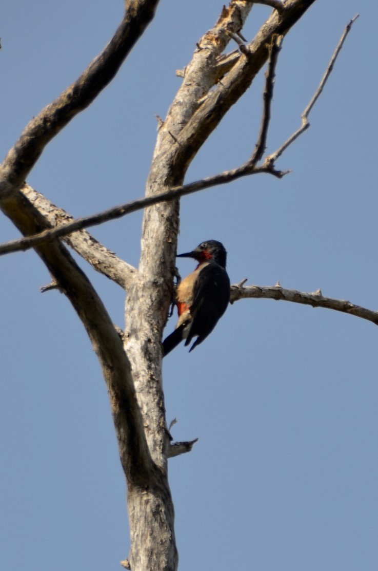 Puerto Rican Woodpecker - ML365325731