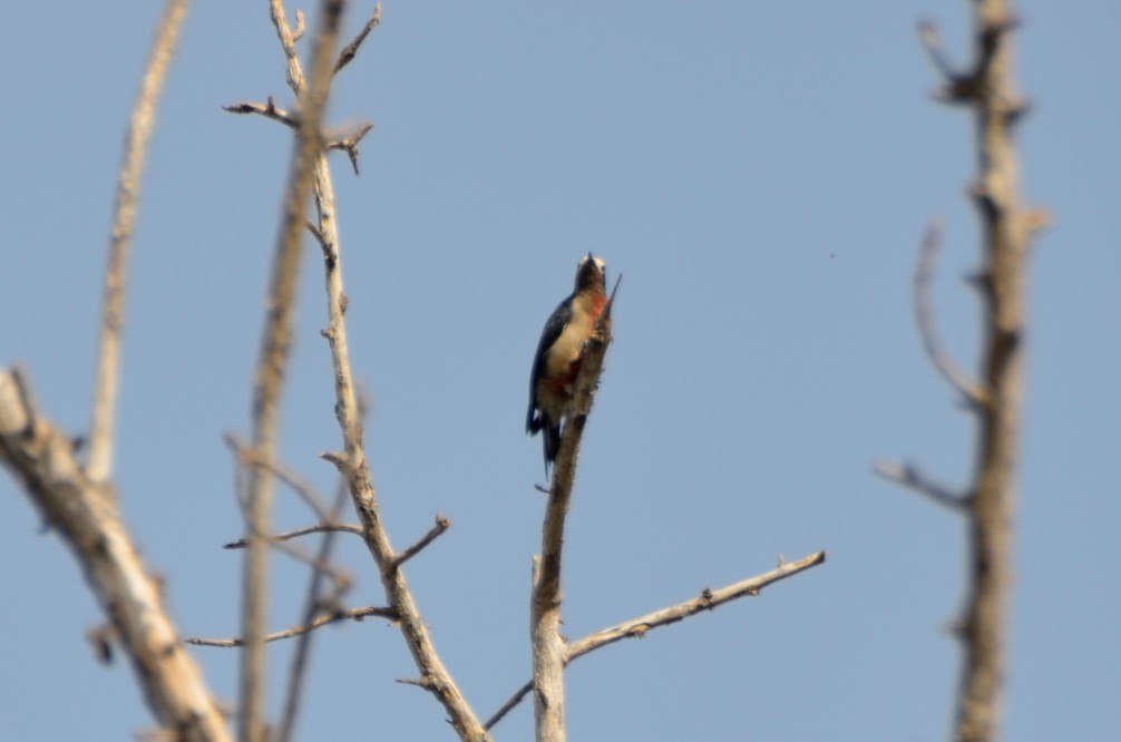 Puerto Rican Woodpecker - ML365325801