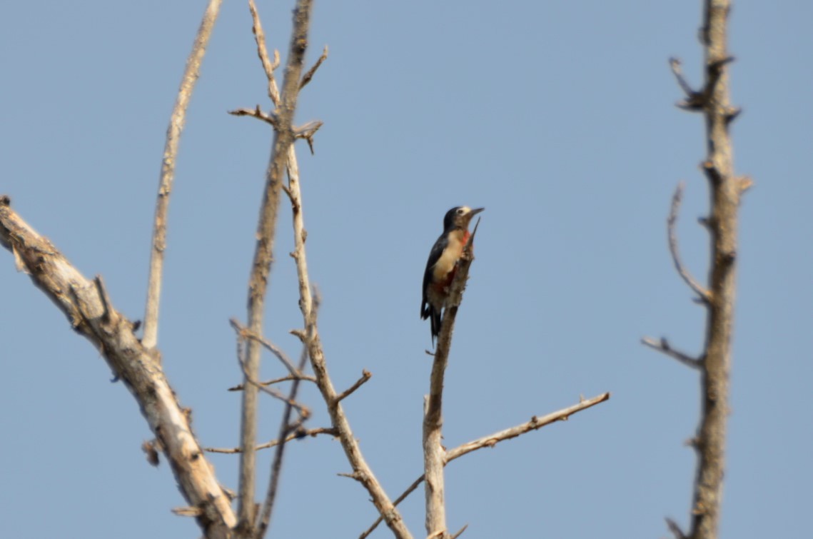 Puerto Rican Woodpecker - ML365325831