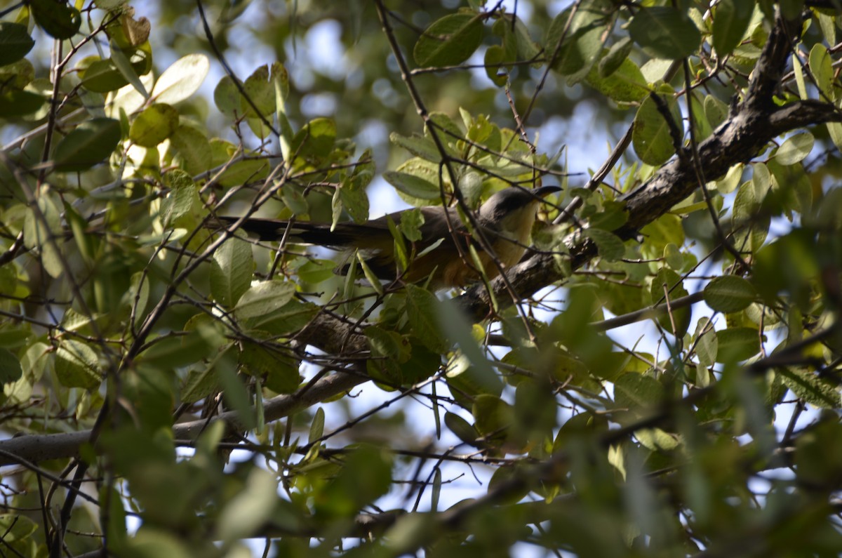 Mangrove Cuckoo - ML365326431