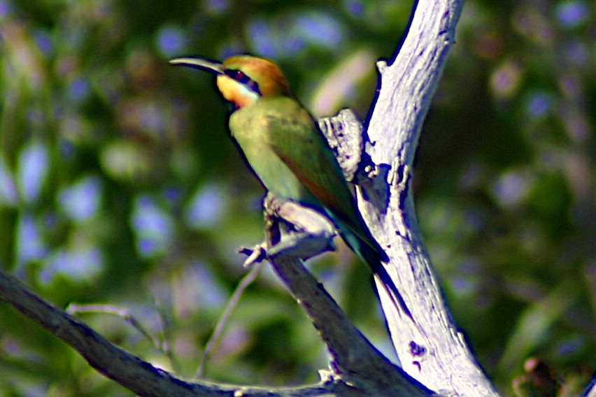 Rainbow Bee-eater - ML365328081