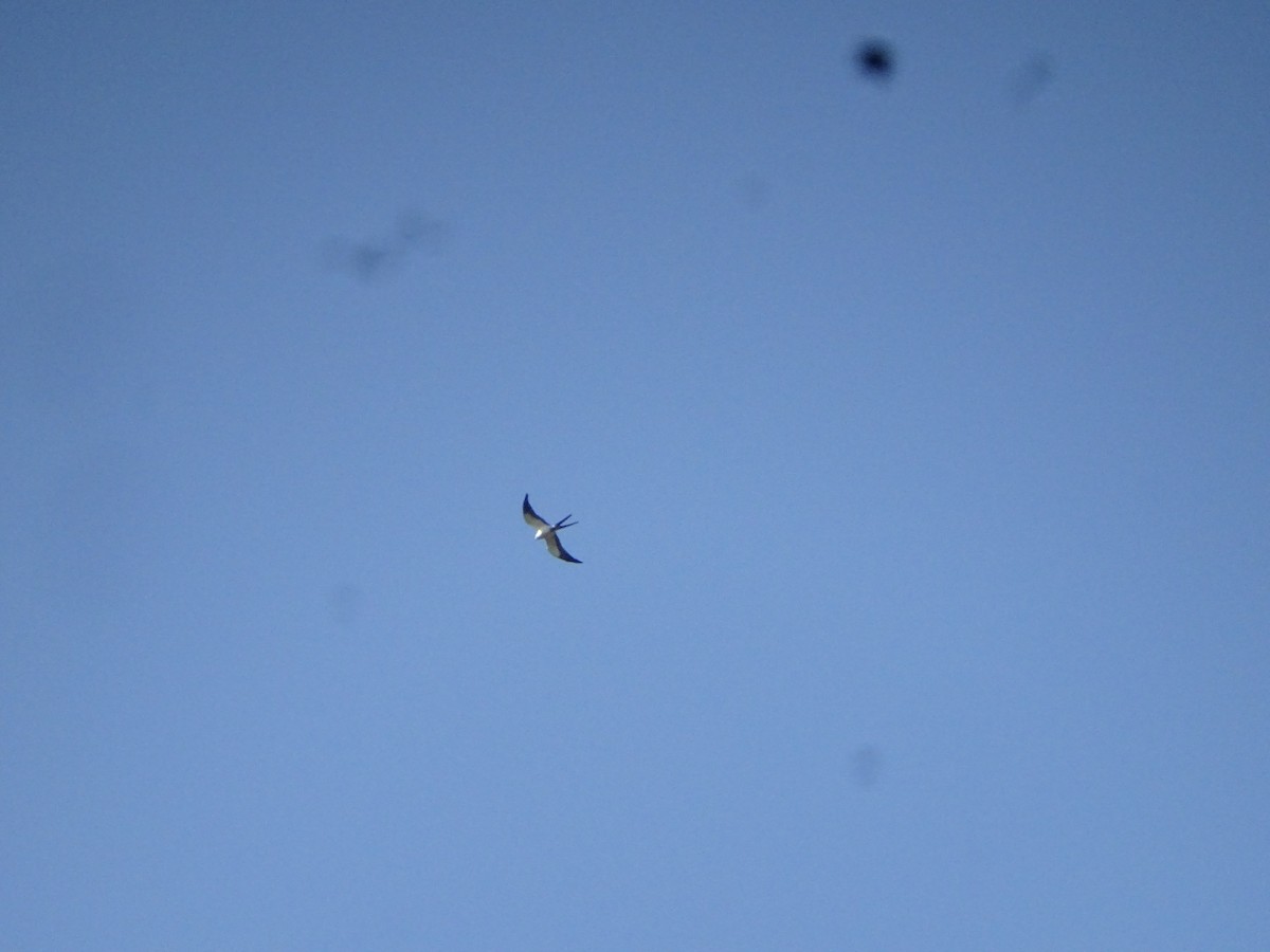 Swallow-tailed Kite - Andrés de Miguel