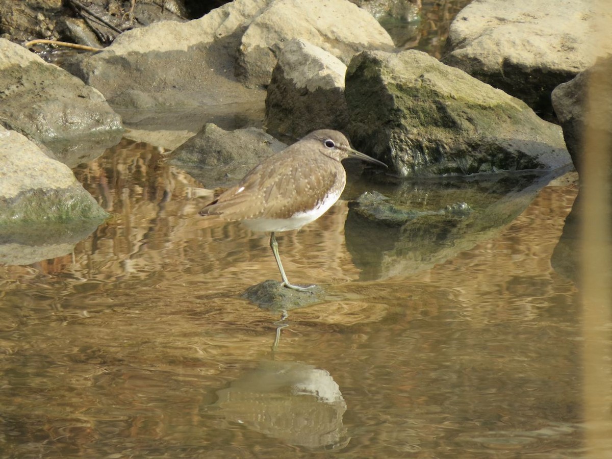 Green Sandpiper - Peter Lacey