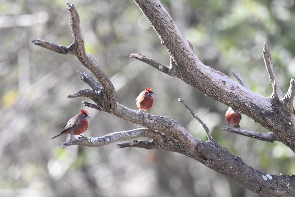 Red-crested Finch - ML365339451
