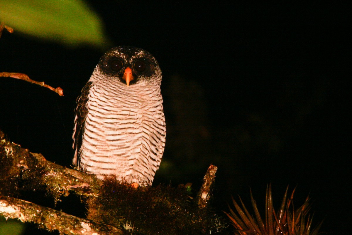 Black-and-white Owl - ML365339891