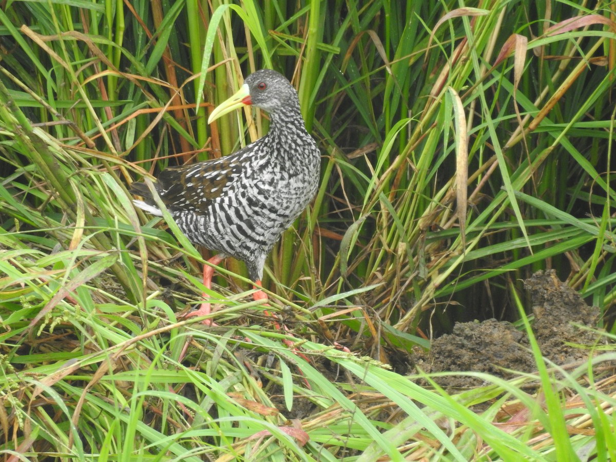 Spotted Rail - ML365340461