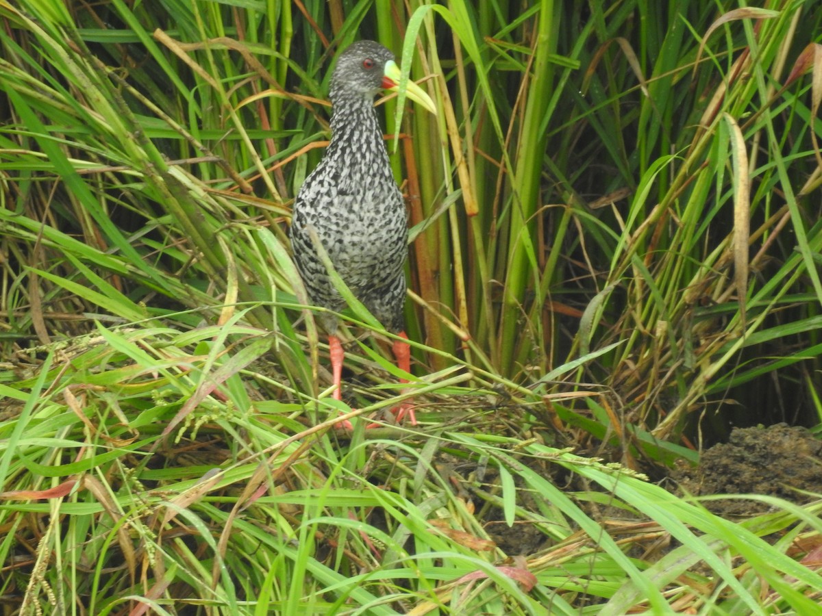 Spotted Rail - ML365340651