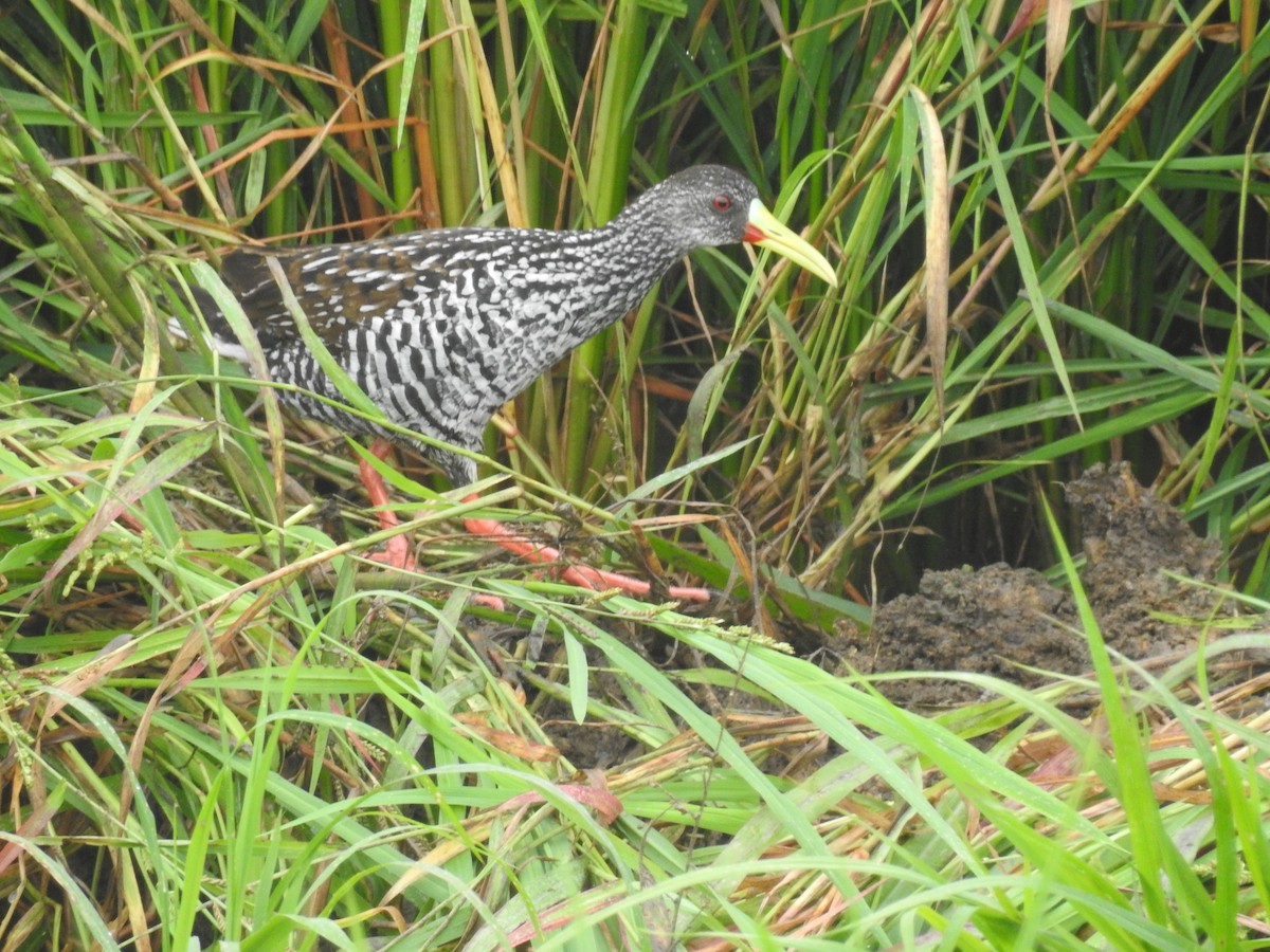 Spotted Rail - ML365341751
