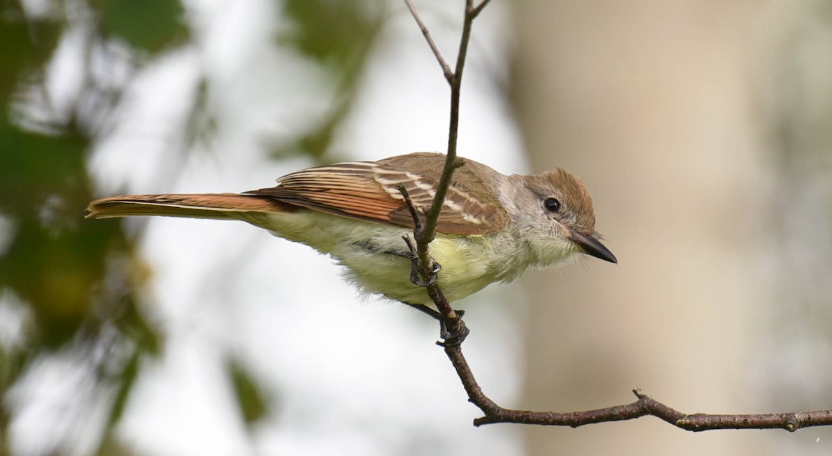 Ash-throated Flycatcher - Kathy Marche