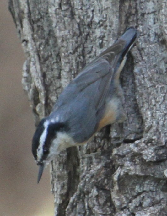 Red-breasted Nuthatch - Steve Collins
