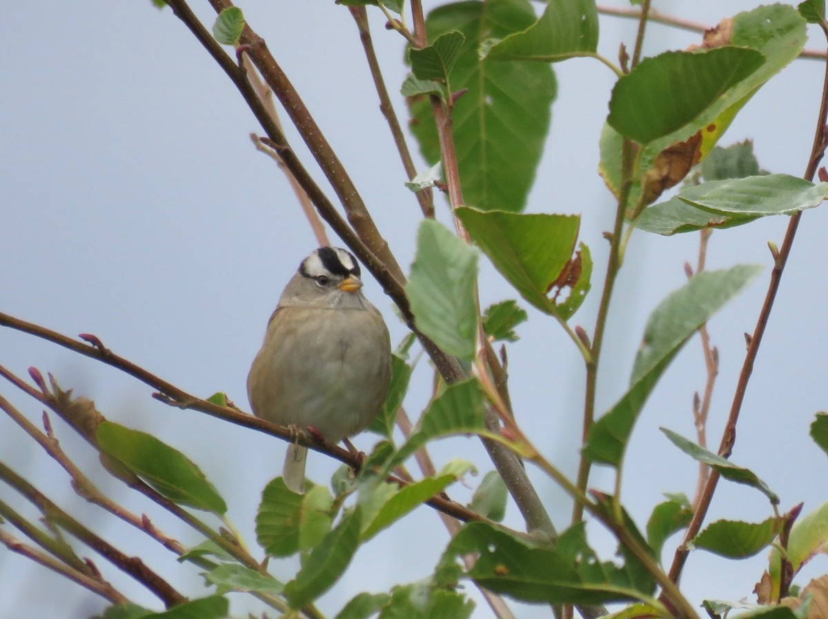 White-crowned Sparrow (pugetensis) - ML36536241