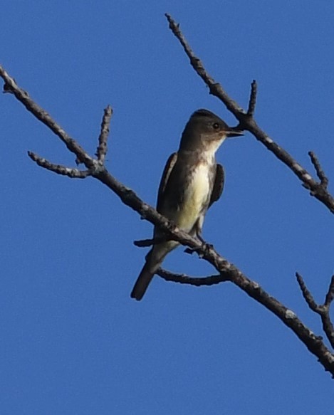 Olive-sided Flycatcher - Danielle Michaud