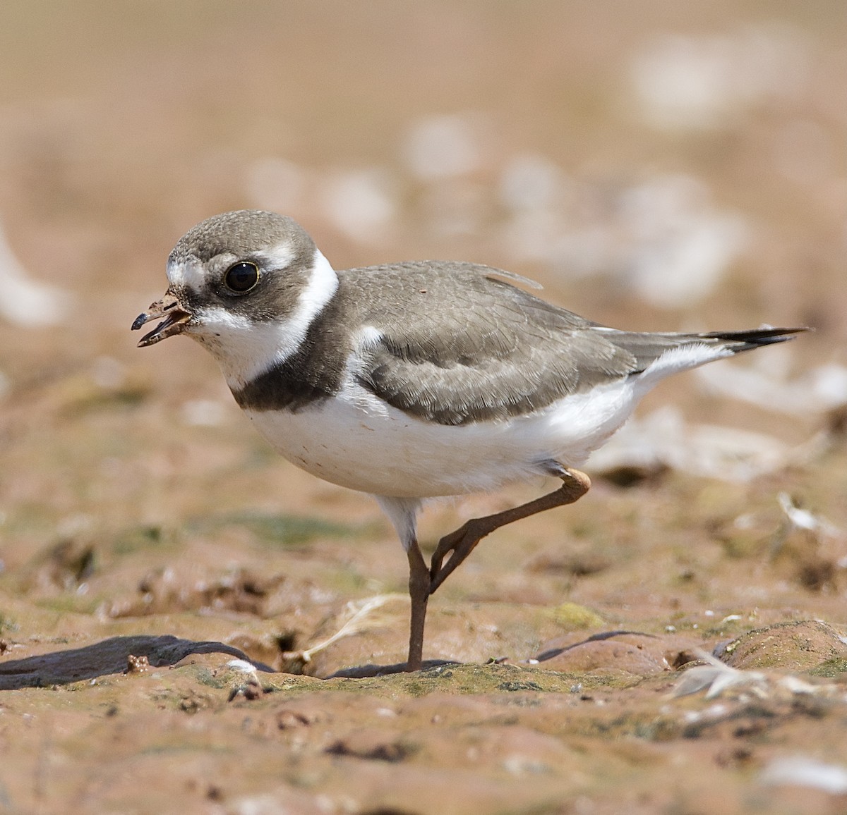 Semipalmated Plover - ML365368351