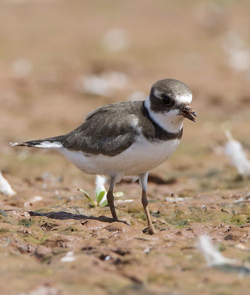 Semipalmated Plover - ML365368361