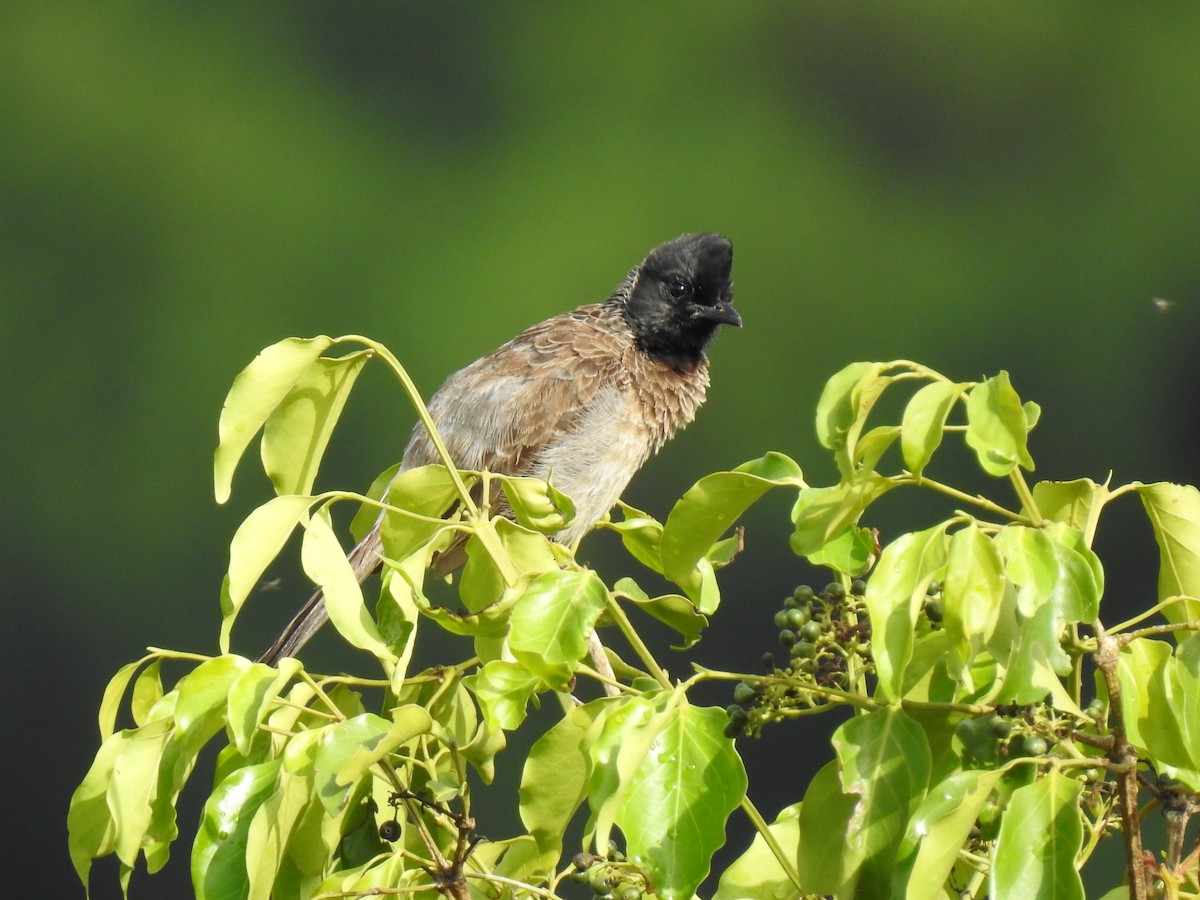 Red-vented Bulbul - ML365369901