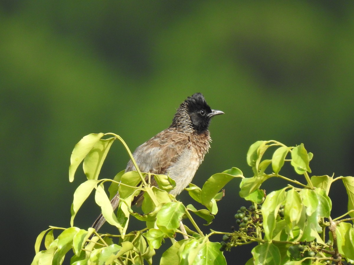 Red-vented Bulbul - ML365369921