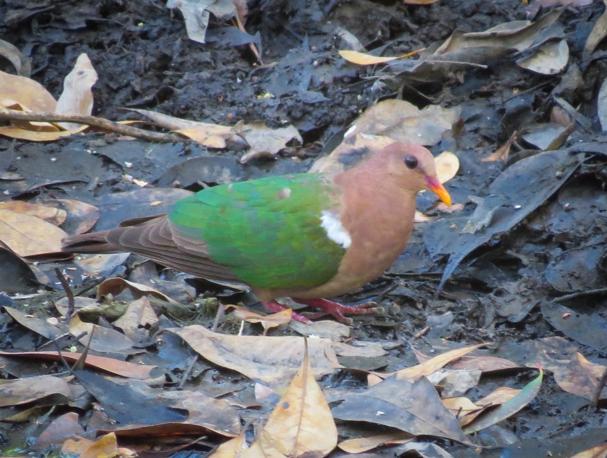 Pacific Emerald Dove - ML365376961