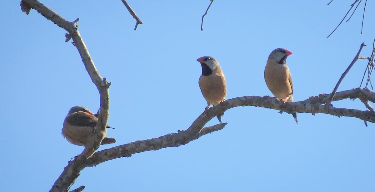 Long-tailed Finch - Tanya Hattingh