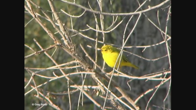 Yellow Warbler (Northern) - ML365392681