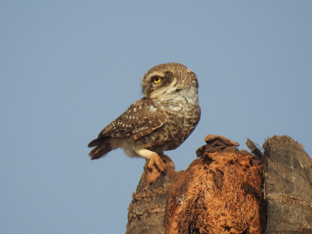Spotted Owlet - ML365396081
