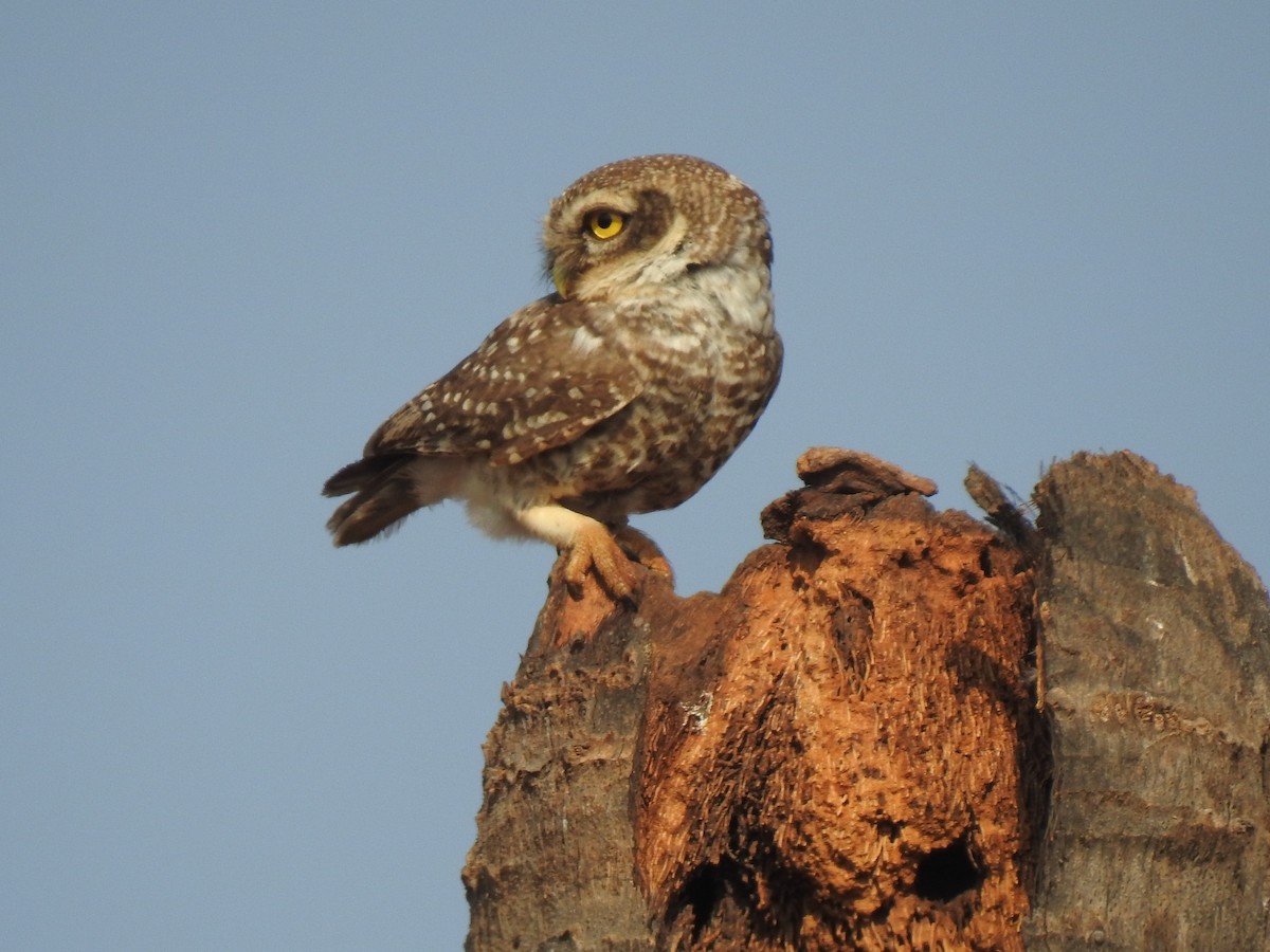 Spotted Owlet - KARTHIKEYAN R