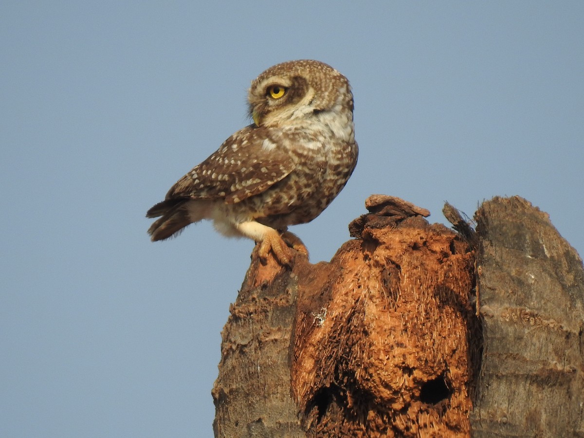 Spotted Owlet - ML365396121