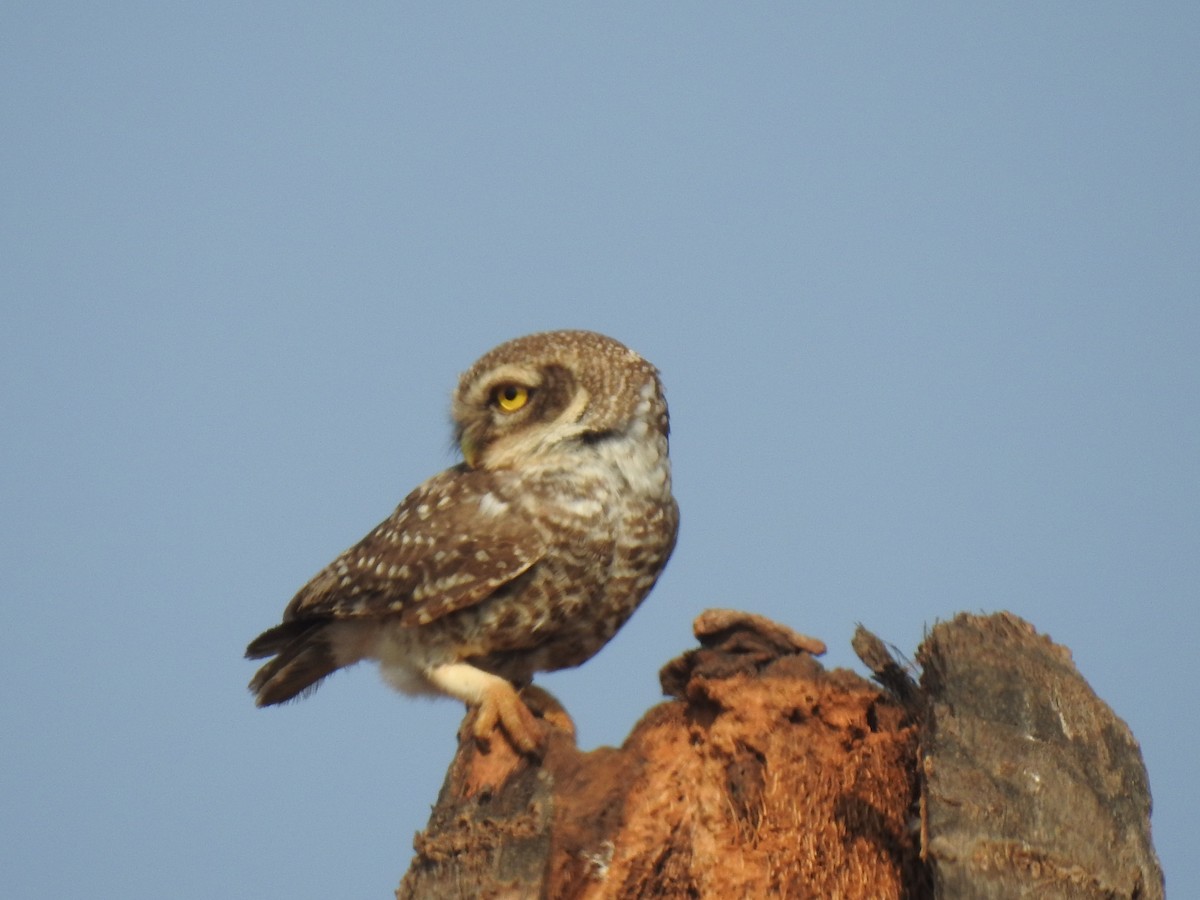 Spotted Owlet - KARTHIKEYAN R