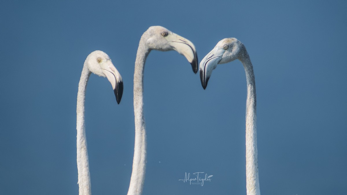 Greater Flamingo - Alper Tüydeş
